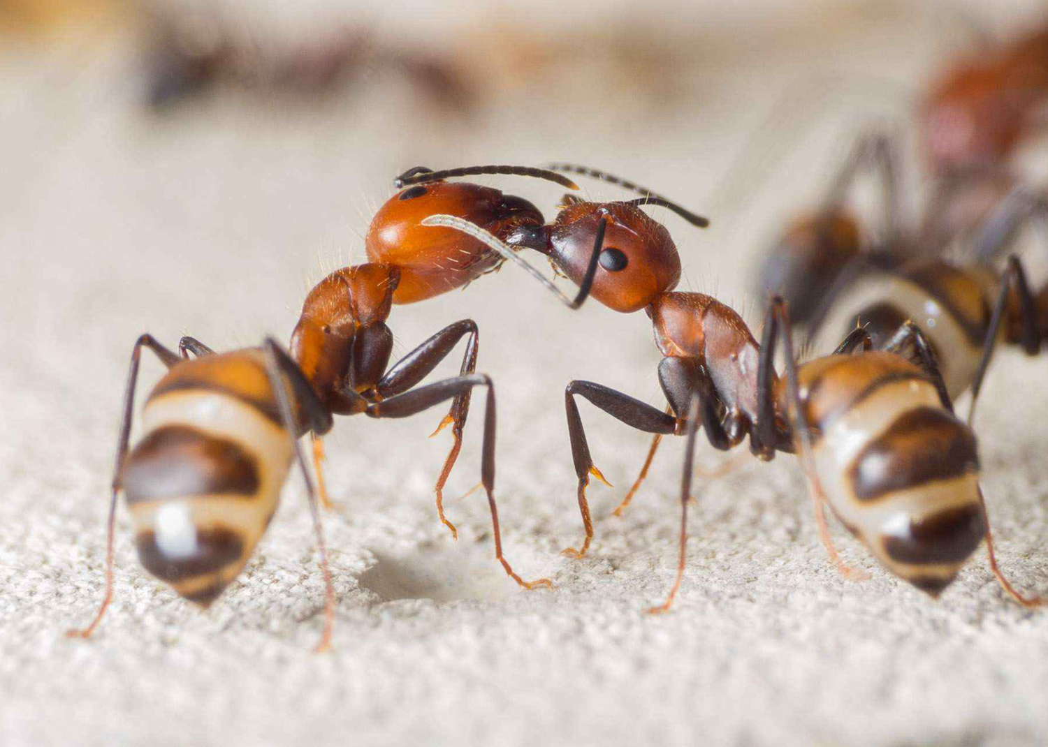 Camponotus nicobarensis (Никобаренсис)
